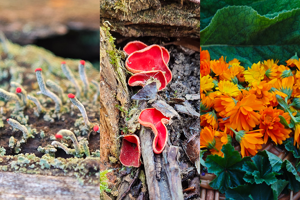 Lichens, fungi and herbs