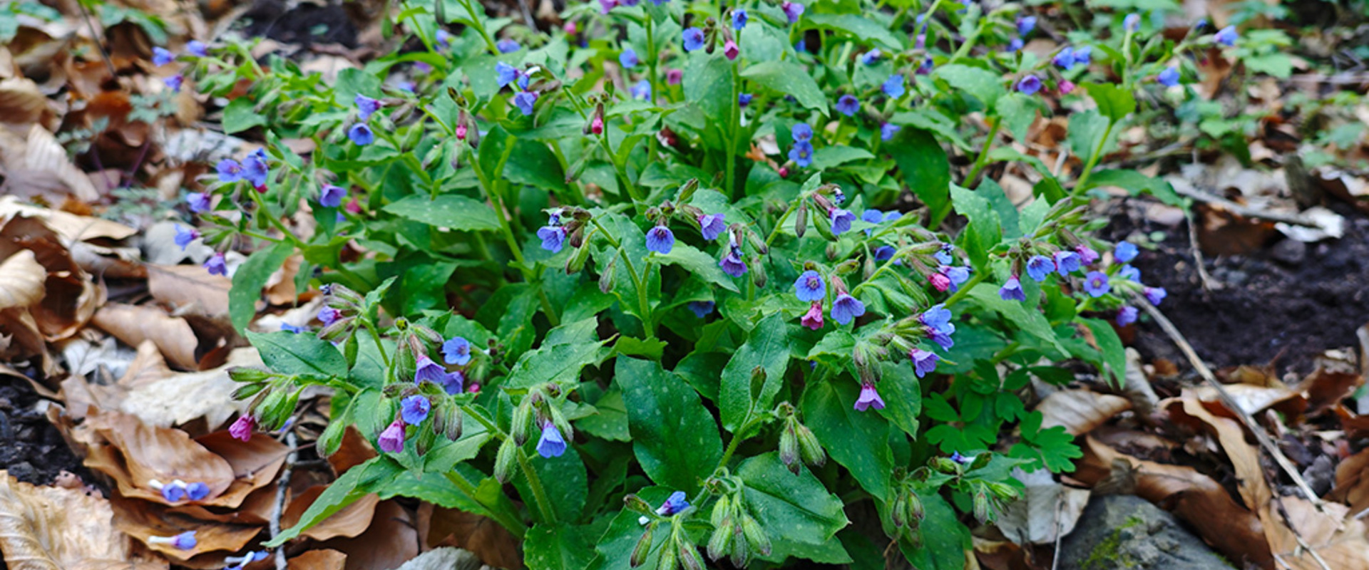 Lungworm (Pulmonaria spp.) - video presentation