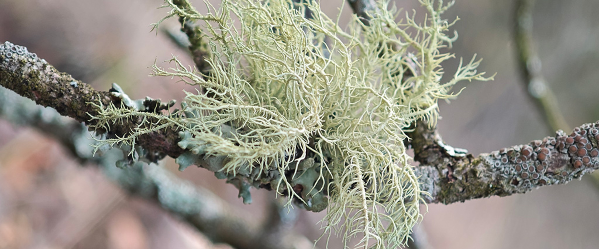 Neue Monographie - Usnea