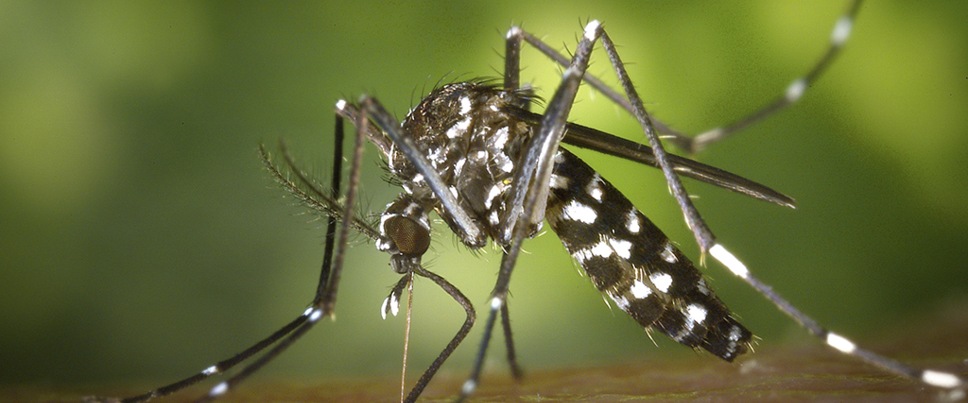Insect repellent