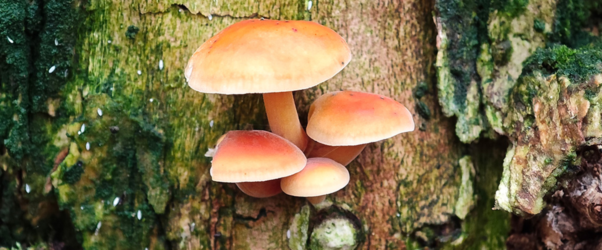 New monograph - Velvet Lefoot Mushroom