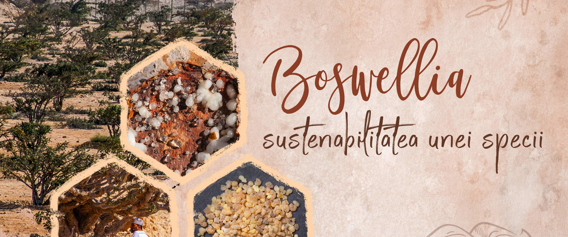 Boswellia - sustainability of a species