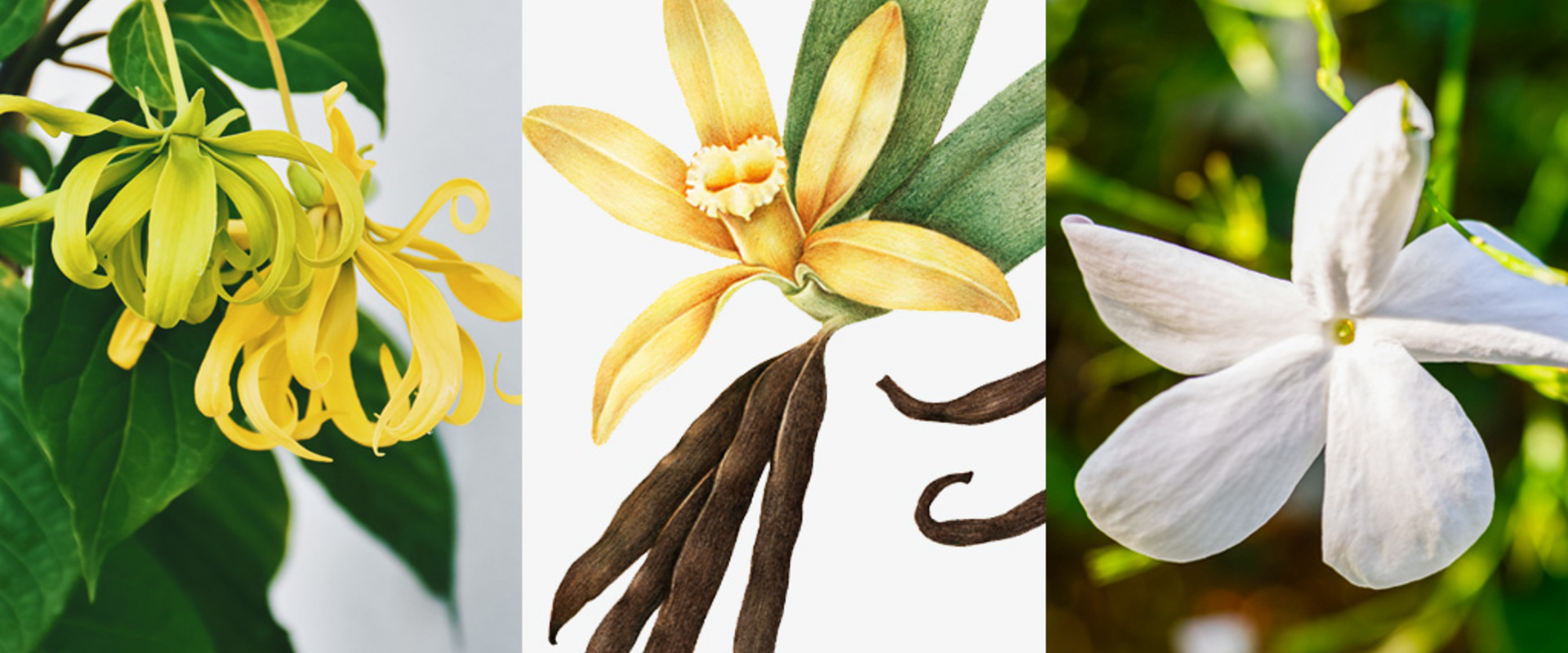 Vanille, Ylang, Jasmin - Aktualisierung der Monografien