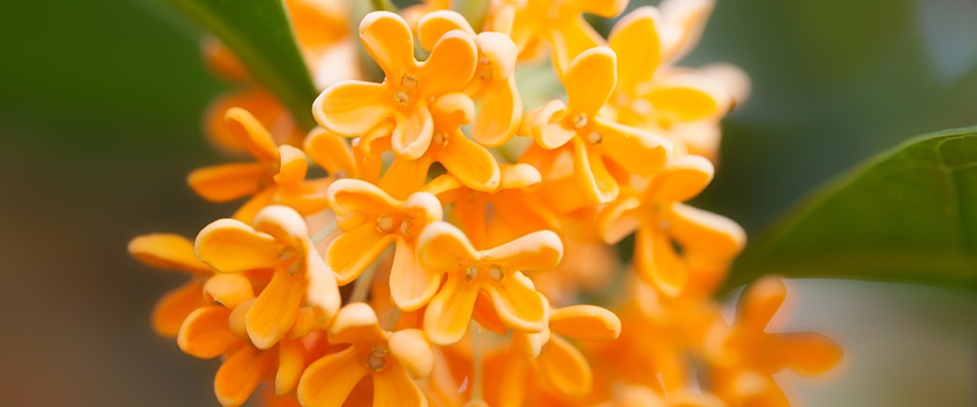 Osmanthus - neue Monographie