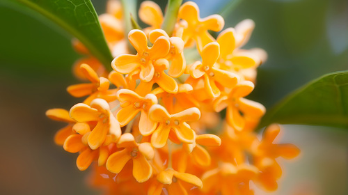 Osmanthus - neue Monographie