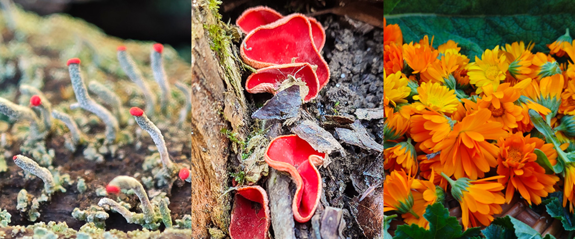 Lichens, fungi and herbs - new category