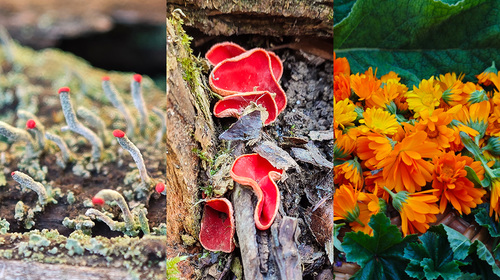 Lichens, champignons et herbes - nouvelle catégorie